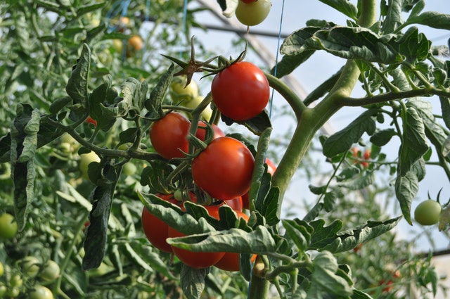 Récupérez les graines de tomate pour les semer au printemps !