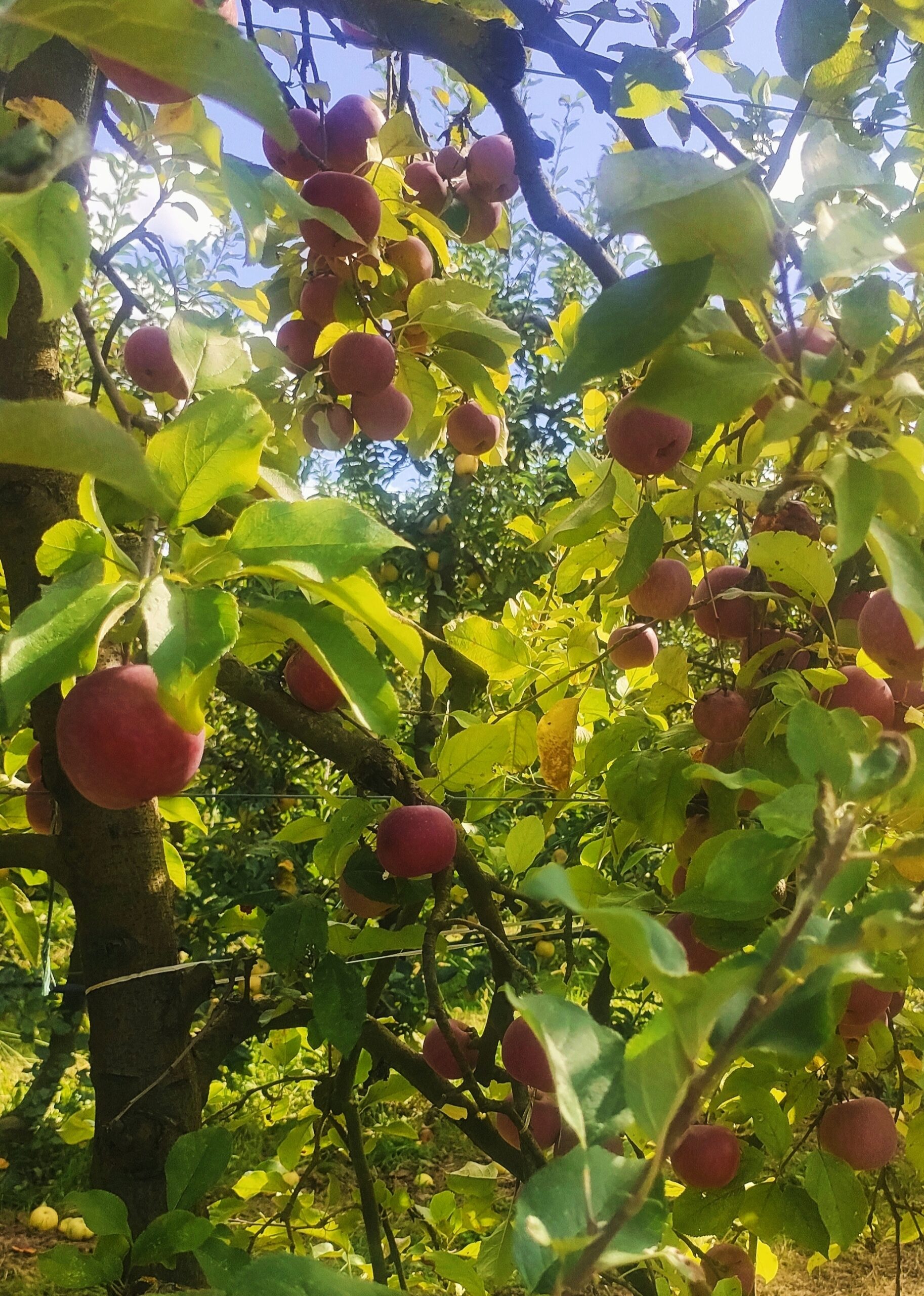 Une journée au jardin du Bacayrou